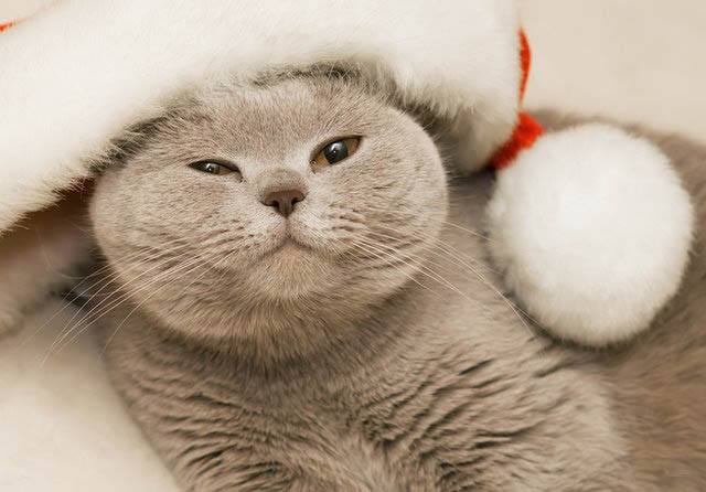 Британский